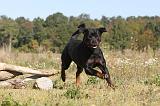 ROTTWEILER 145